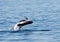 White beaked dolphin