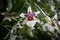 White Beallara Orchids Blooming