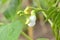 White bean\'s flower in Prespes, Greece