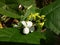 White Beans Flower green leaf stem