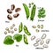 White beans, green beans, soybeans, green peas. Vector food icons of vegetables. Colored sketch of food products.