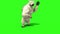 White bear attacks front green screen 3D Rendering Animation