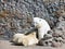 The white she-bear feeds newborn bear cubs with mi