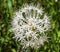 White Bear Grass Wildflower Mount Rainier Paradise