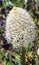 White Bear Grass Wildflower Mount Rainier Paradise