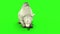 White bear green screen 3D rendering animation