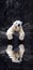 White bear on the rocks, Lying polar bear situated on a rock, reflected in water