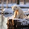 A White Bear Shrinking on an Ice Floe