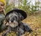 White-bearded fluffy senior dog in a hat on a background of an autumn forest lying on fallen leaves