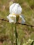 White Bearded Iris and Barbed Wire