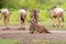 White Bearded Wildebeest, Brindled gnu, Antelope with horns at Serengeti National Park, Tanzania, Africa