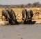 White-Bearded Wildebeest drinking at Nxai Pan waterhole