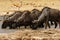 White-Bearded Wildebeest drinking at Nxai Pan waterhole