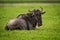 White-bearded wildebeest lying on grass turns head