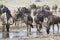 White Bearded Wildebeest on the migration drinking water. Tanzania