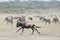 White Bearded Wildebeest running, Tanzania