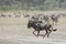 White Bearded Wildebeest running, Tanzania