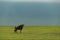 White-bearded wildebeest on savannah with hills behind