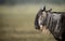 A White Bearded Wildebeest standing in the rain in the Ngorongoro Crater, Tanzania