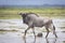 White bearded wildebeest walking through water in Amboseli National Park in Kenya