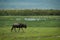 White-bearded wildebeest walks past lake with birds