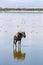 A white-beared wildebeest in a lake in Aboseli national Park, Kenya