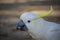 White beautiful Australian cockatoo parrot showing gorgeous crest