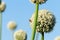 White beautiful big onion flowers and bees