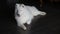 White beautiful big young thoroughbred dog with cute face resting on black wood floor.