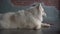 White beautiful big young thoroughbred dog with cute face resting on wood floor of country house.