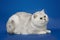 White beautiful British cat on studio background