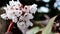 White beautiful flower in the garden on an unusual background.