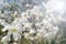 White beautiful flowers of a magnolia Lobner