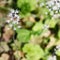 White beautiful flowers tiarella cordifolia