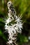 White beautiful fresh asphodelus flower blossoms