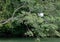 A white beautiful heron among the branches ready to start a fly among reen dense tropical vegetation and green peaceful water