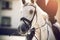 A white beautiful horse with a white mane, on which a rider equestrian