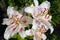 White beautiful large lily flowers