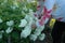 White beautiful lilies, perennials in the garden grown by a woman Closeup
