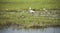 The white beautiful Little Egret Egretta garzetta standing in a shallow water among the white lotus