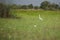 The white beautiful Little Egret Egretta garzetta standing in a shallow water among the white lotus