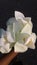 This is a white beautiful nelum flowers