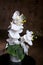 White beautiful orchid in vase on a dark background. Lovely bunch of flowers. Work of the professional florist. Home decor