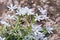 White beautiful ornithogallum caudatum flowers growing outdoors