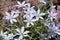 White beautiful ornithogallum caudatum flowers growing outdoors