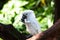 White of beautiful parrot