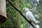 White beautiful parrot perching on the ropes