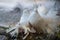 White beautiful pigeons, dove standing near waterfall in nature