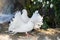 White beautiful pigeons, dove standing near waterfall in nature
