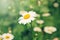 White beautiful pretty daisy flowers and green grass. Home garden plant camomile